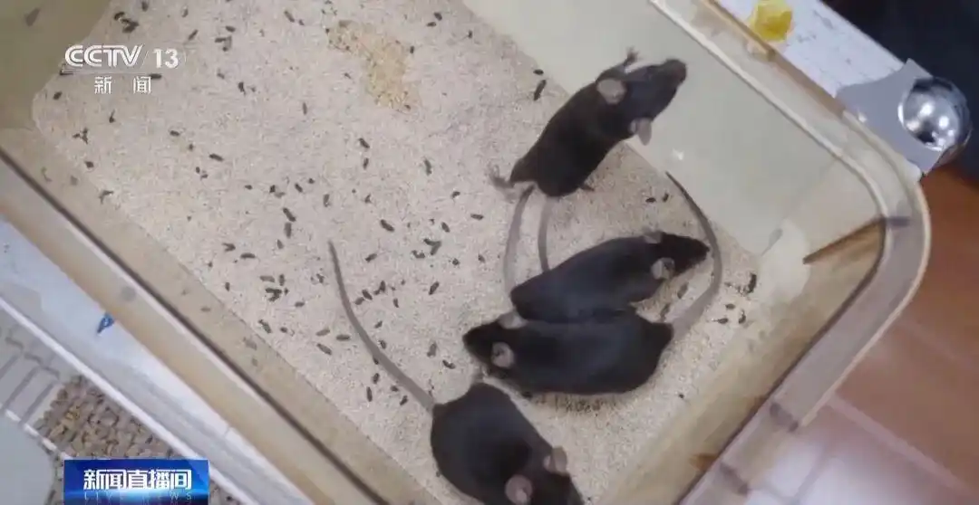 中国首次送小鼠进入“太空家园”_神舟二十一号小鼠实验_中国空间站小鼠饲养