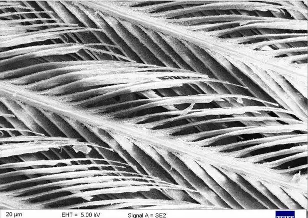 鸟类如何应对下雨天_雨中鸟儿的防水技巧_下雨天的时候鸟都在干什么？