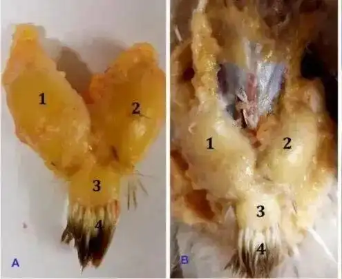 下雨天的时候鸟都在干什么？_雨中鸟儿的防水技巧_鸟类如何应对下雨天