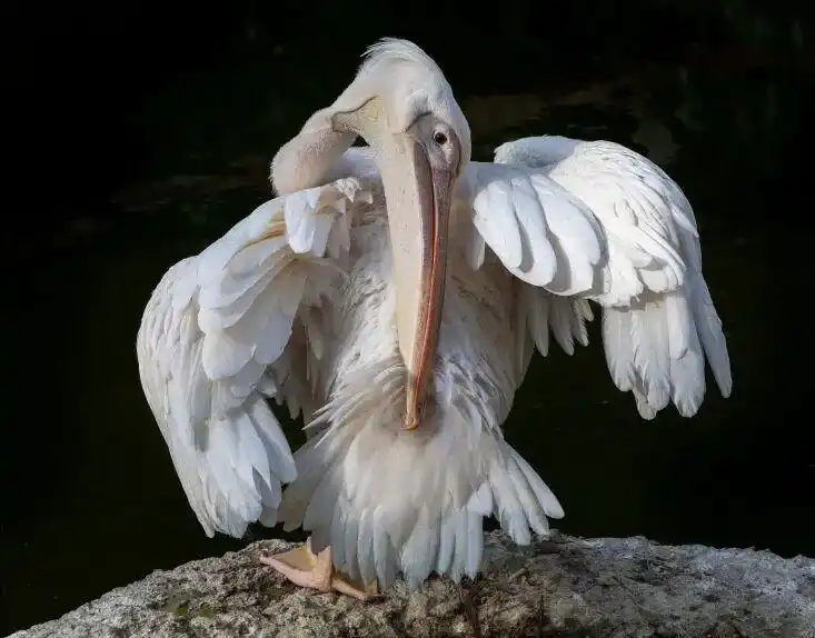 下雨天的时候鸟都在干什么？_鸟类如何应对下雨天_雨中鸟儿的防水技巧