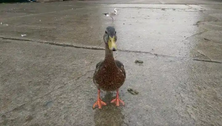 雨中鸟儿的防水技巧_鸟类如何应对下雨天_下雨天的时候鸟都在干什么？