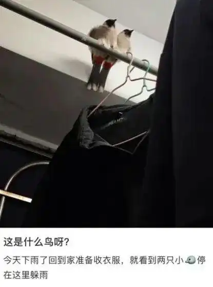 雨中鸟儿的防水技巧_鸟类如何应对下雨天_下雨天的时候鸟都在干什么？