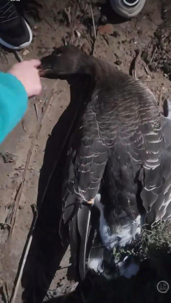 无人机低飞观鸟撞死大雁 民警回应