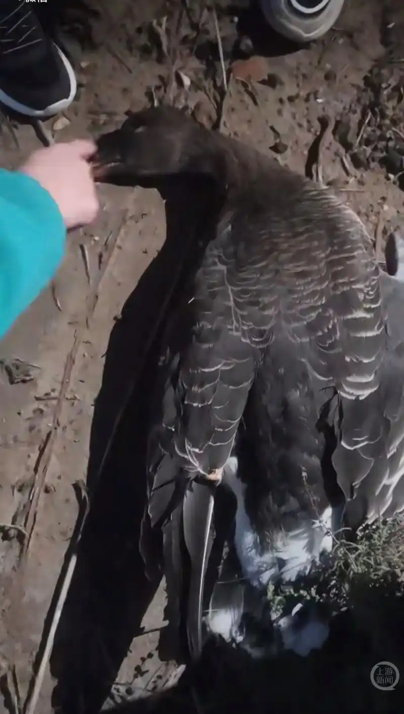 东营候鸟栖息季引来无人机群拍摄撞死大雁，当地回应：将加强巡逻引导