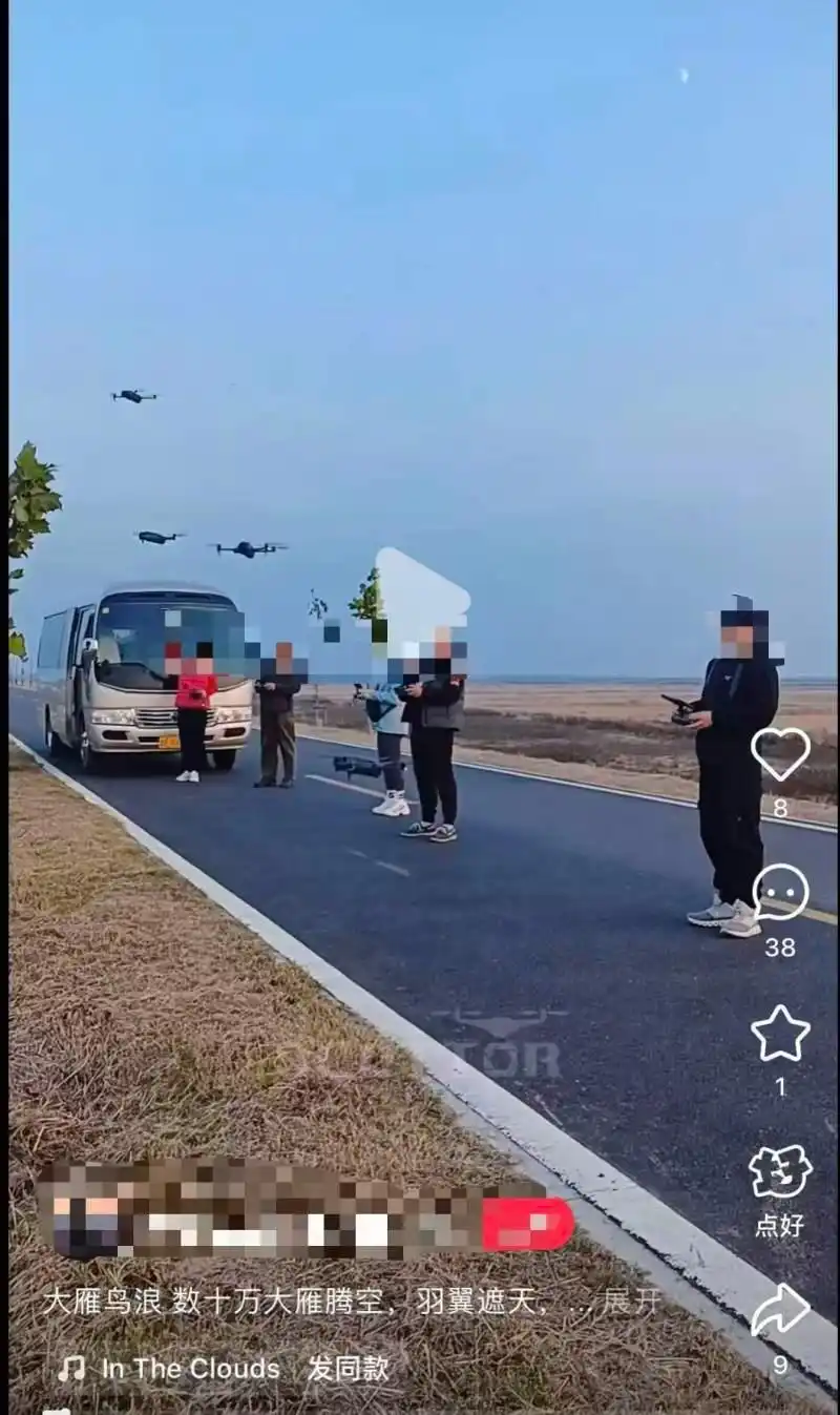 无人机低飞观鸟撞死大雁 民警回应_无人机撞击大雁 东营黄河口禁飞区 无人机观鸟生态影响