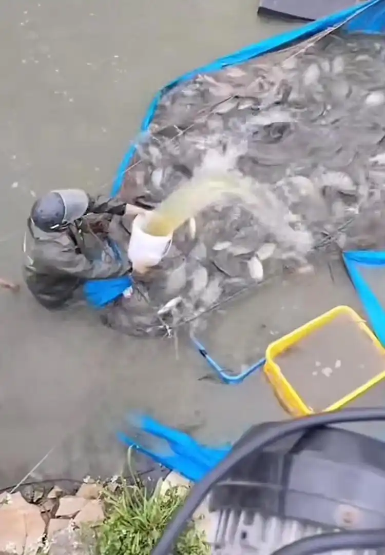 水产市场“麻醉鱼”调查_麻醉鱼 丁香酚 鱼麻药