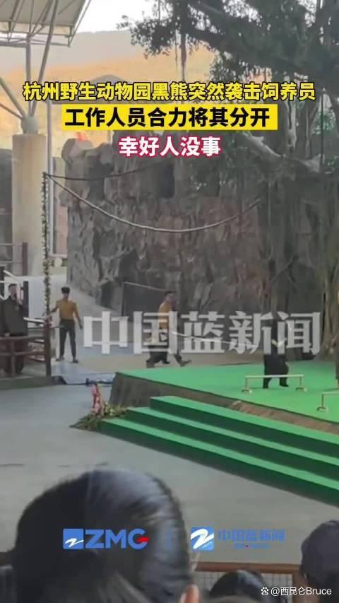 动物园黑熊袭击饲养员 无人伤亡 表演压力引关注