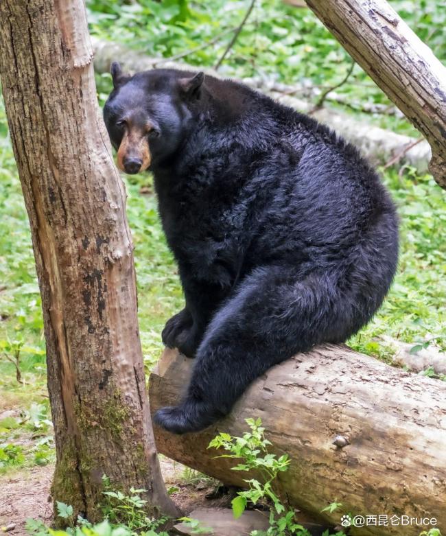 动物园黑熊袭击饲养员 无人伤亡 表演压力引关注