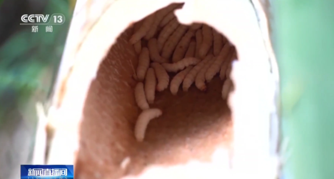 女子裤子内藏2斤多活虫入境被查_西双版纳海关查获竹虫走私案_昆明海关查获活虫旅客