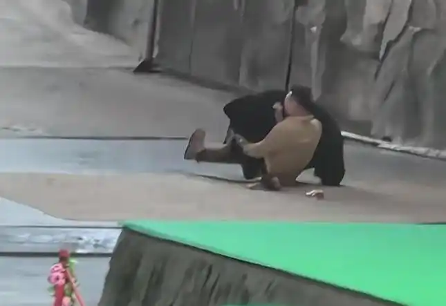 黑熊争抢驯养员携带食物 杭野通报_杭州野生动物世界黑熊表演取消_杭州野生动物世界黑熊攻击饲养员事件