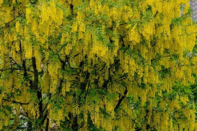 网上爆火的便秘果可以缓解便秘吗 便秘人的“邪修”救星？