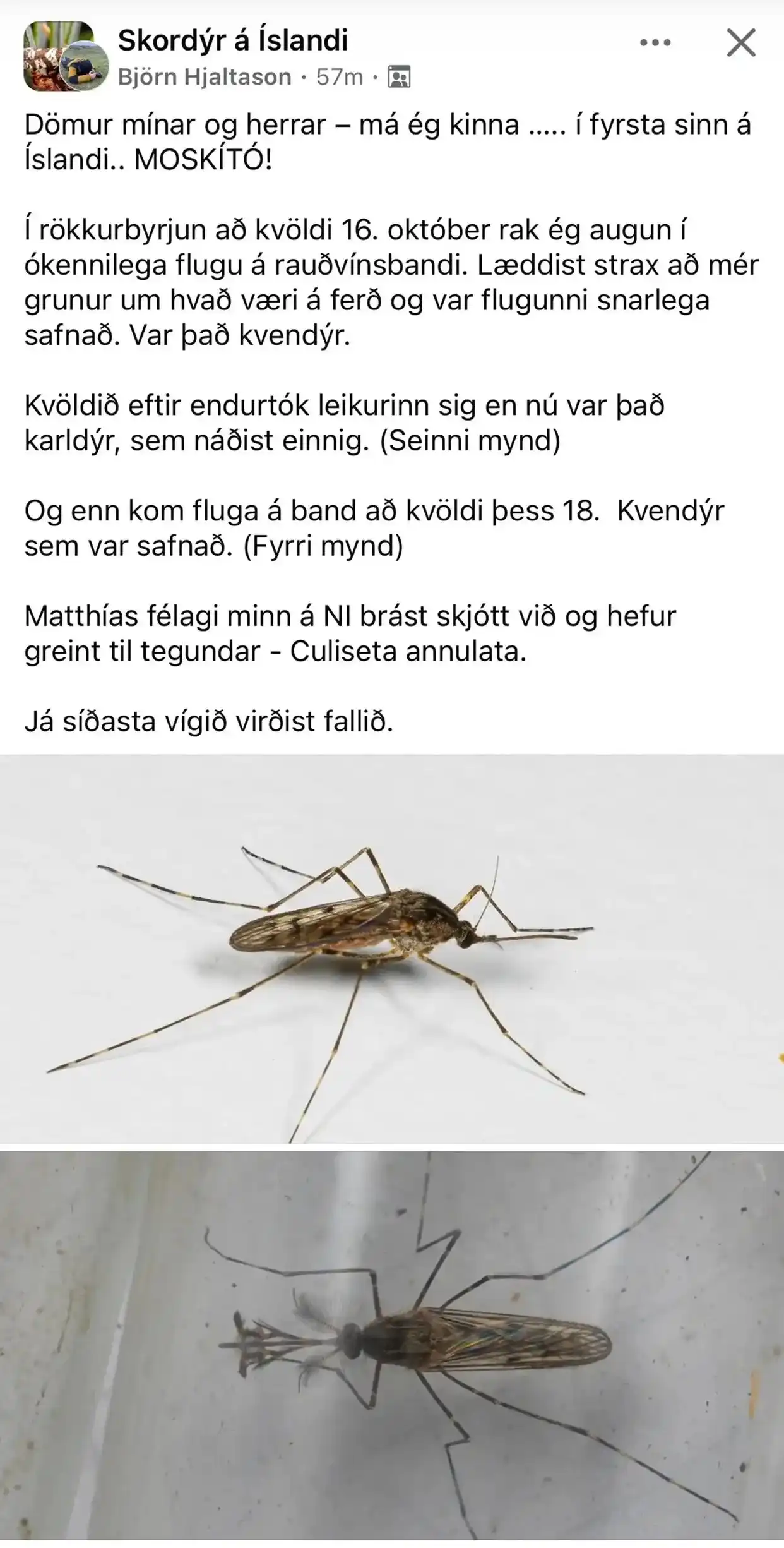 冰岛首次发现蚊子_冰岛气候变暖导致蚊子出现_冰岛首次发现 Culiseta annulata 蚊虫