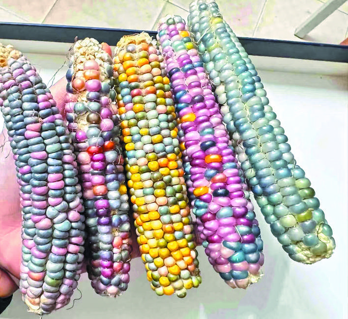 文玩玉米需求暴涨 价格炒到上万元_文玩玉米盘玩技巧_文玩玉米价格高原因