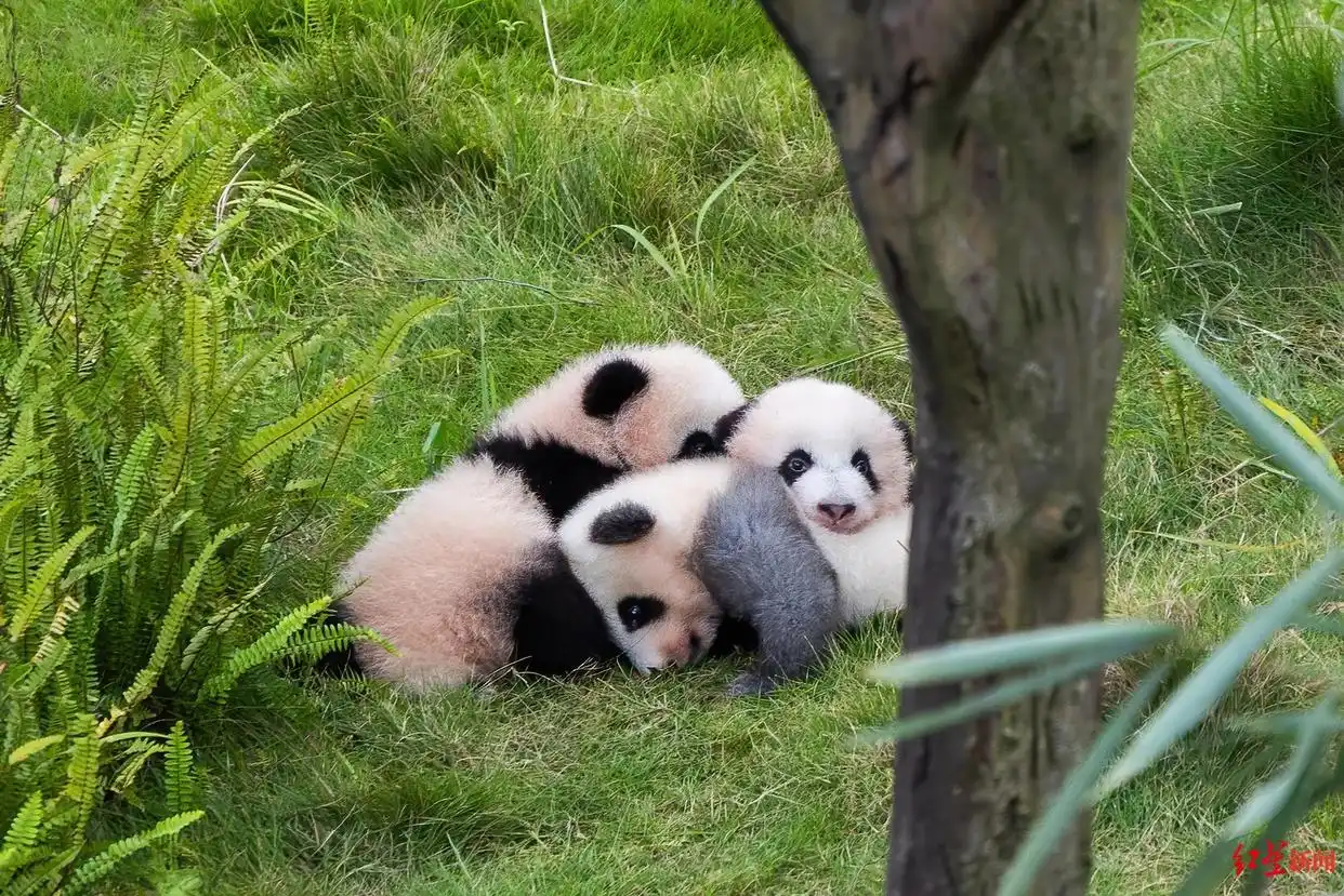 成都大熊猫保护专业职称评审_四川大熊猫保护职称评审试点_熊猫“奶爸奶妈”有专属职称了