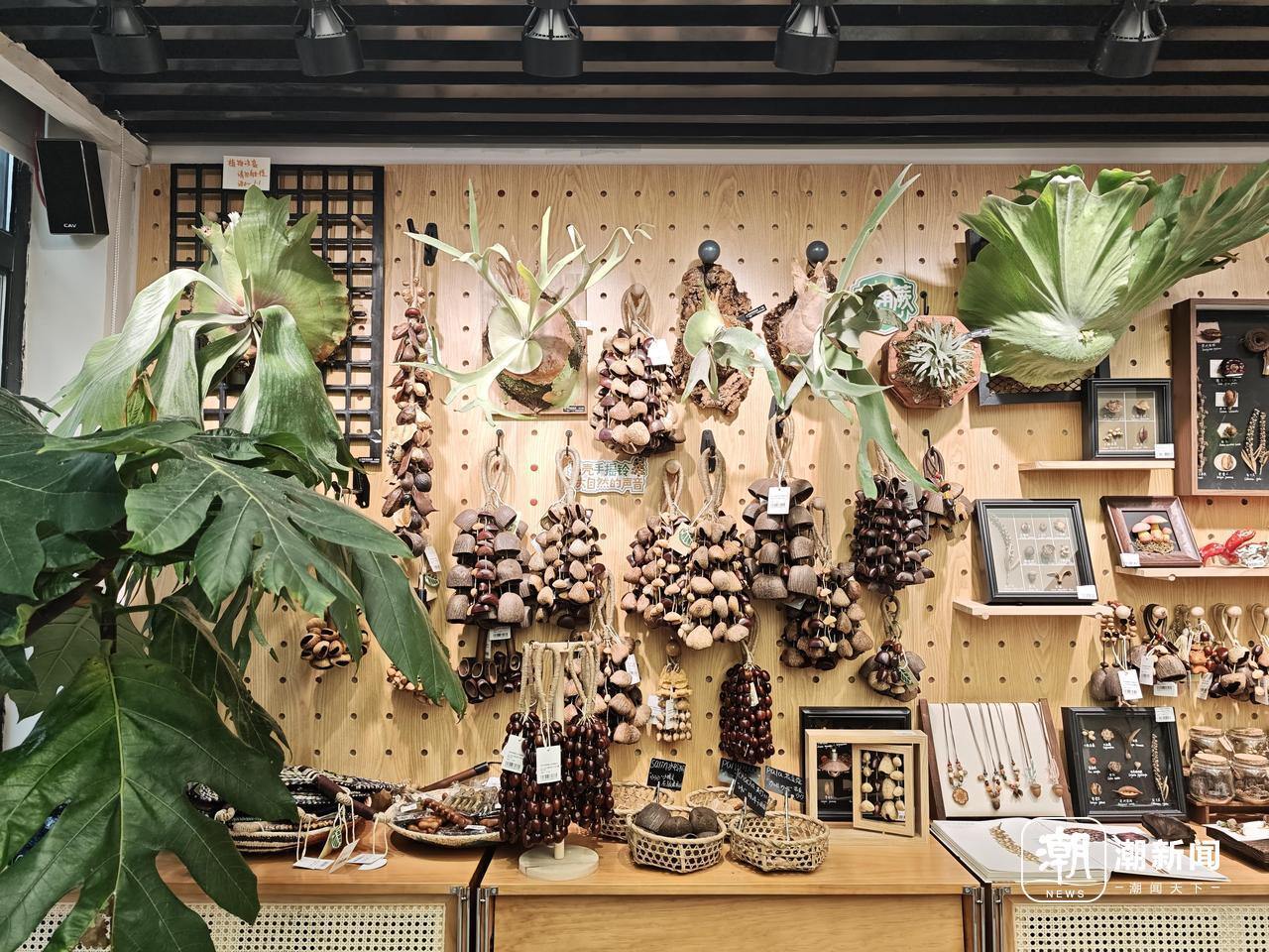 果壳摇铃火了，杭州植物园文创店人气爆棚​！