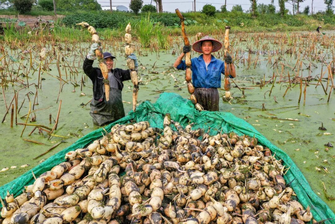 霜降节气食养习俗_霜降祭祀土地神祖先_今日“霜降” 气温由凉转寒