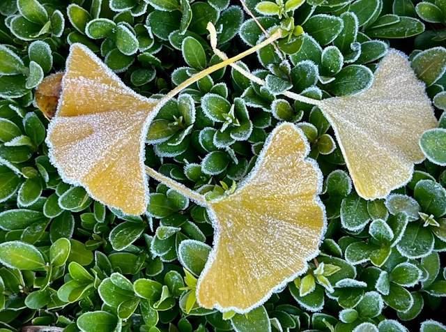 今年是百年一遇的“晚重阳” 霜降后迎吉祥