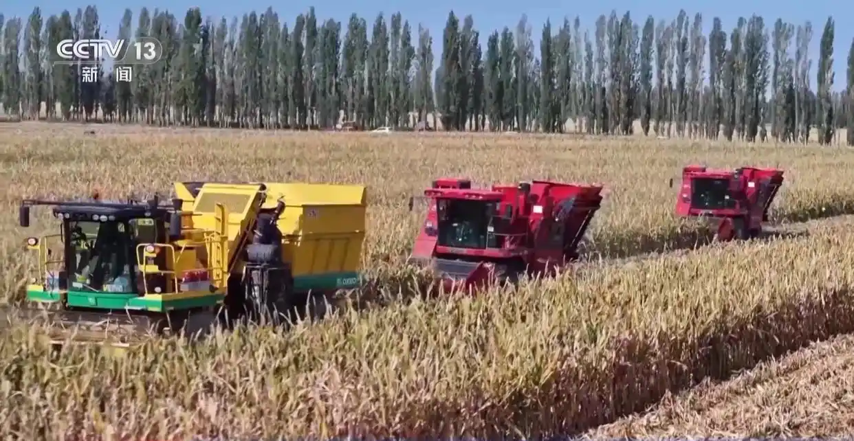 黄淮海粮食主产区产量增长趋势_黄淮海地区农业基础设施升级_为何今年全国粮食产量再创新高