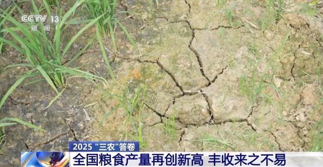 为何今年全国粮食产量再创新高