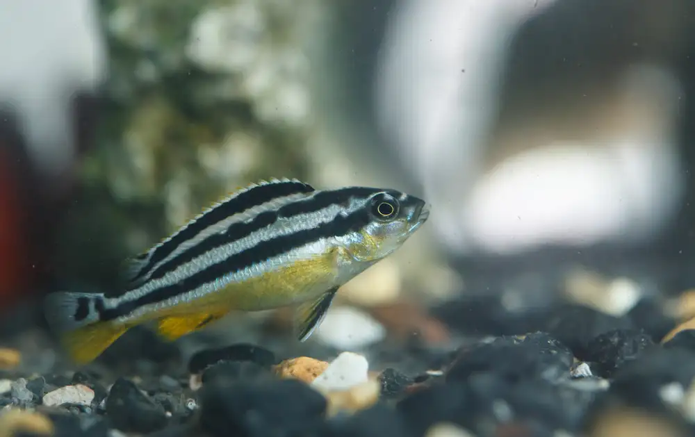 神舟二十一号空间生命科学实验_航天员将在轨饲养4只小鼠_空间站啮齿类哺乳动物空间科学实验