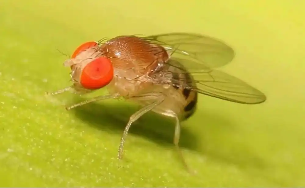 神舟二十一号空间生命科学实验_空间站啮齿类哺乳动物空间科学实验_航天员将在轨饲养4只小鼠