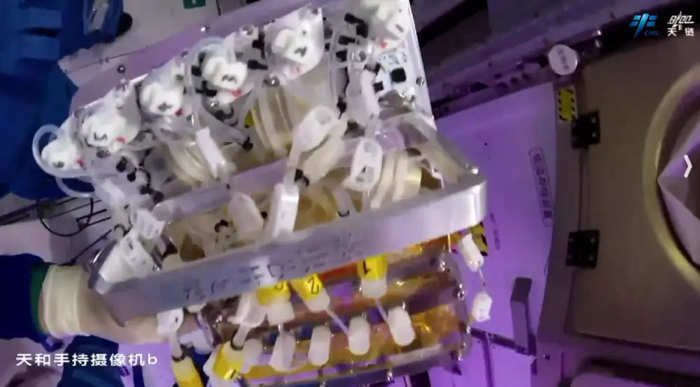 神舟二十一号空间生命科学实验_空间站啮齿类哺乳动物空间科学实验_航天员将在轨饲养4只小鼠