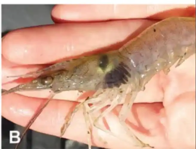 氧化酶导致虾变黑_虾变黑原因_变黑的虾还能吃吗