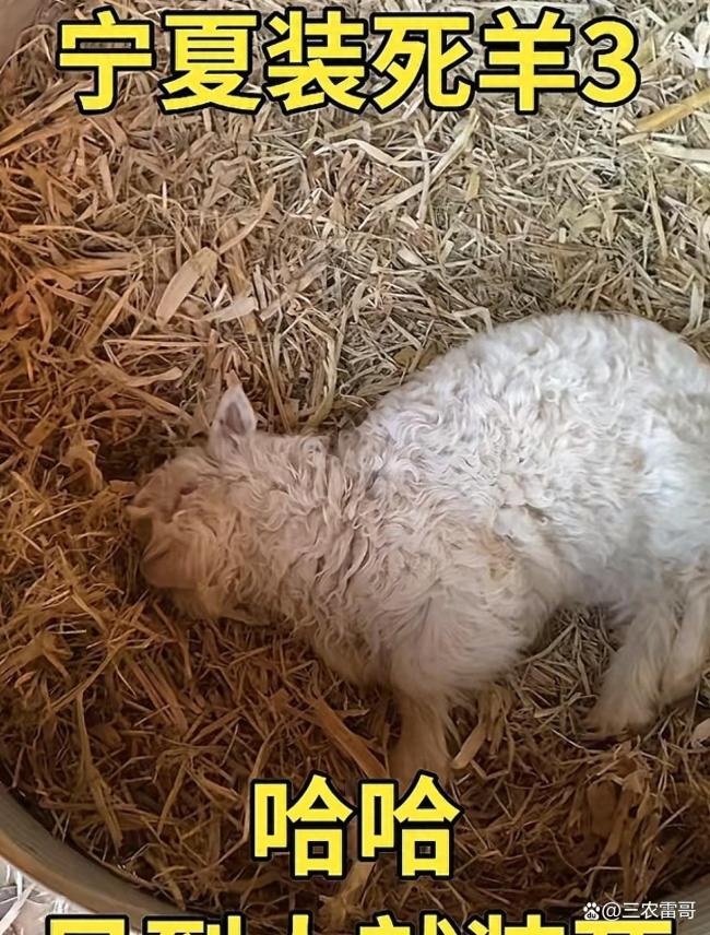 有人出价13万求购会装死的小羊