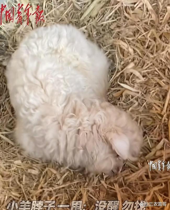 有人出价13万求购会装死的小羊 演技保命成网红
