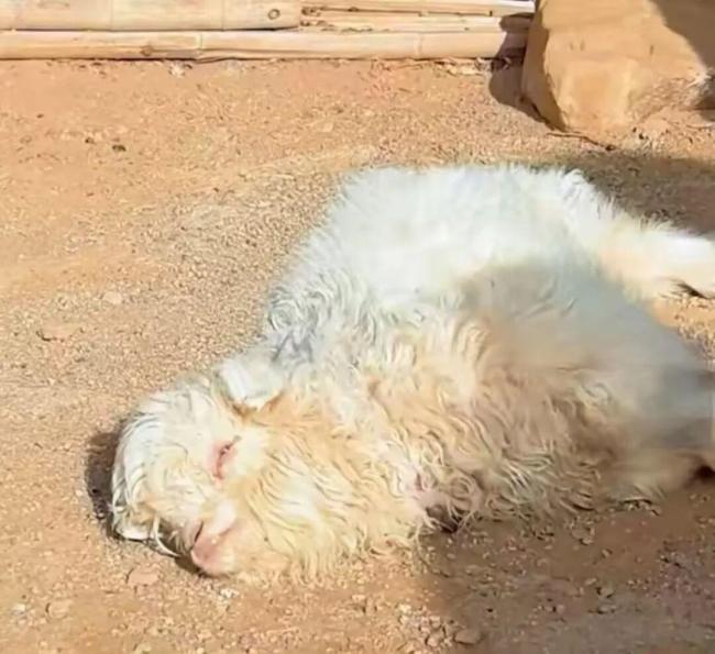 专家称装死小羊可人工繁殖更多只 基因突变引发“绝技”