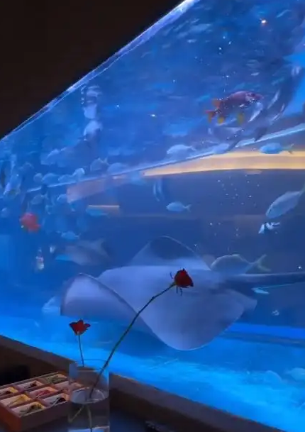 太原网红火锅店鱼缸饲养鲨鱼引质疑！店家称资质齐全