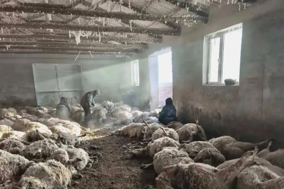 呼伦贝尔200多只羊遭狼群夜袭死亡，最新消息
