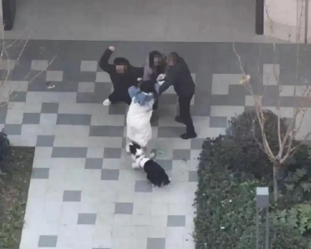 女子牵绳遛狗被围殴 警方通报_上海女子帮邻居作证被打伤_上海普陀邻居纠纷打架事件