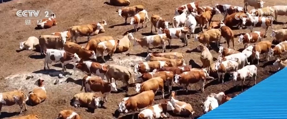 2026农业农村经济运行成绩单来了_粮食产量再创新高_2025年农业农村发展情况