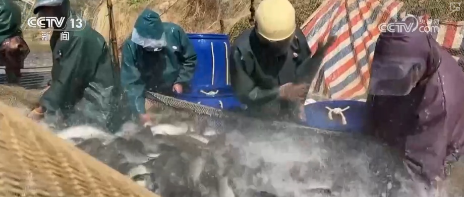 2026农业农村经济运行成绩单来了_粮食产量再创新高_2025年农业农村发展情况