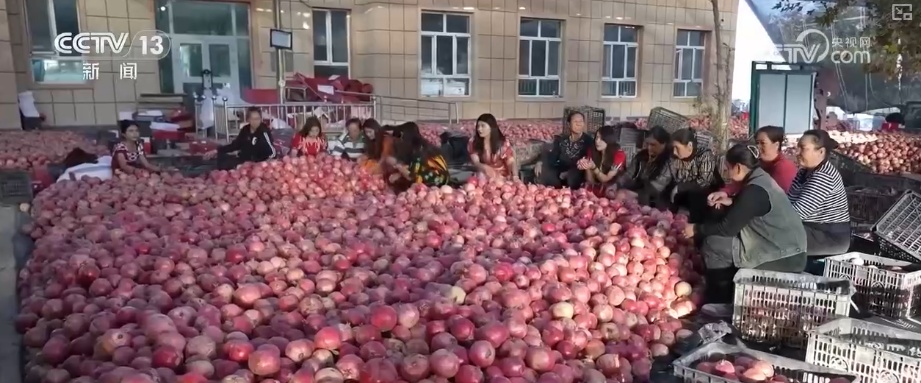 2025年农业农村发展情况_粮食产量再创新高_2026农业农村经济运行成绩单来了