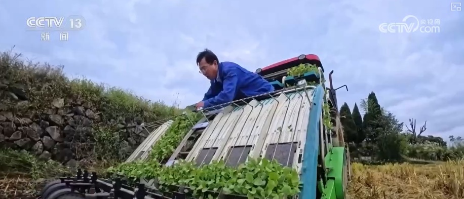 粮食产量再创新高_2025年农业农村发展情况_2026农业农村经济运行成绩单来了