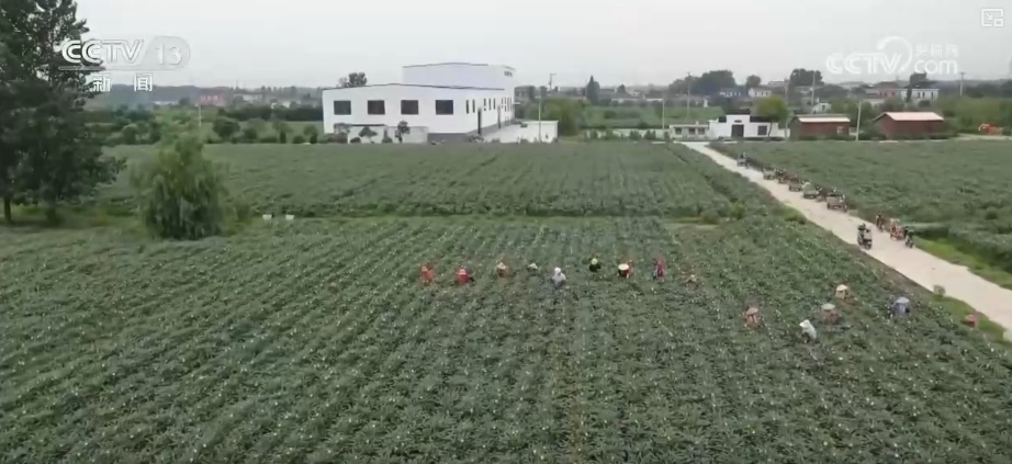 粮食产量再创新高_2025年农业农村发展情况_2026农业农村经济运行成绩单来了