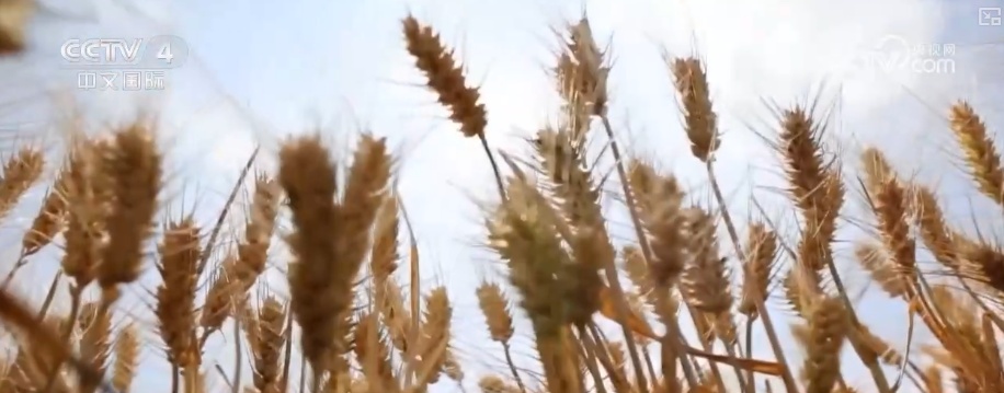 粮食产量再创新高_2026农业农村经济运行成绩单来了_2025年农业农村发展情况