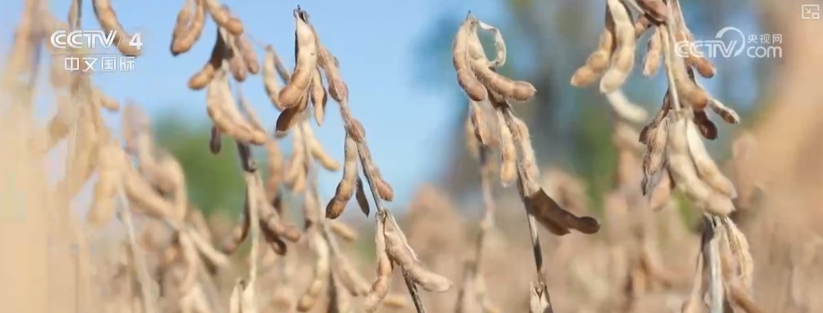 粮食产量再创新高_2025年农业农村发展情况_2026农业农村经济运行成绩单来了