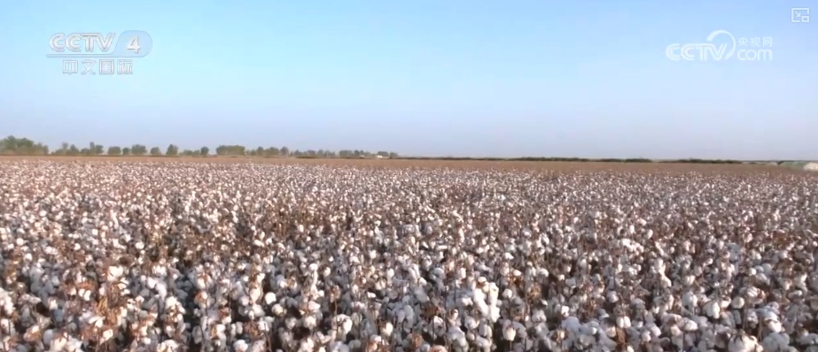 粮食产量再创新高_2025年农业农村发展情况_2026农业农村经济运行成绩单来了