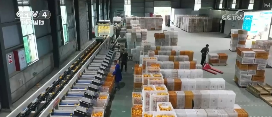 2026农业农村经济运行成绩单来了_2025年农业农村发展情况_粮食产量再创新高