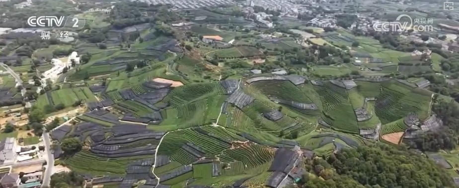 2026农业农村经济运行成绩单来了_2025年农业农村发展情况_粮食产量再创新高