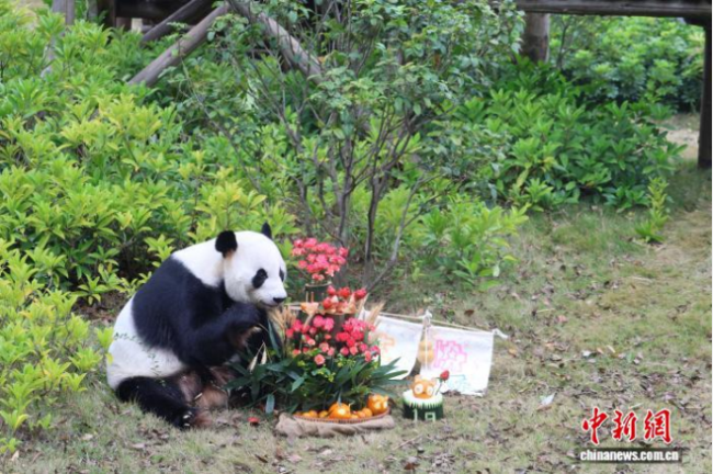 54年来首次 日本国内没有大熊猫了 熊猫“空窗期”来临(2)