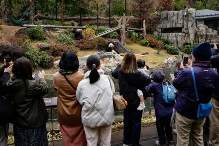 日本大熊猫迷惜别“晓晓”“蕾蕾”