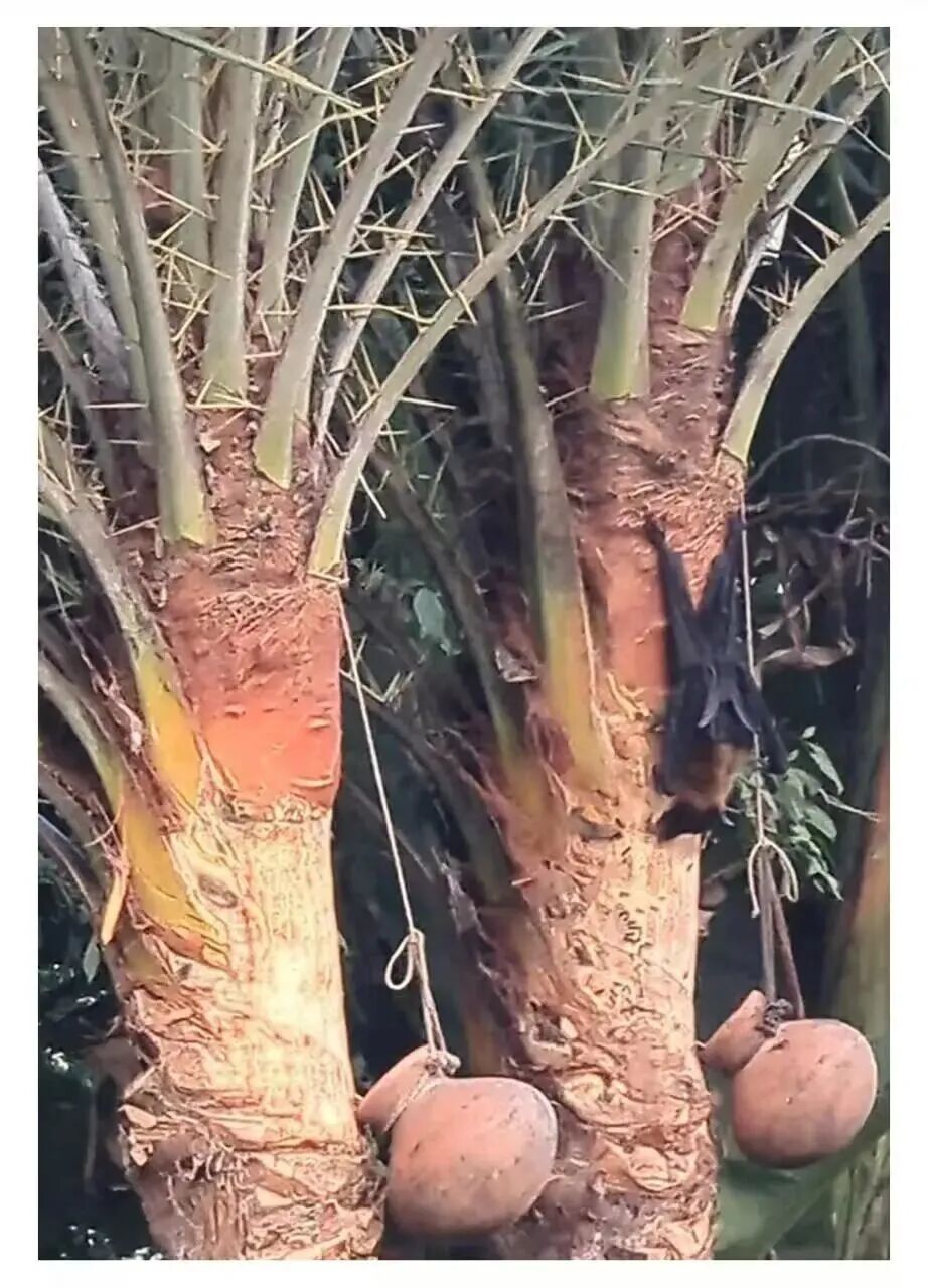 印度尼帕病毒疫情详情披露：护士或误饮蝙蝠污染的椰枣汁感染，传染同事！中国或可提供药物选择