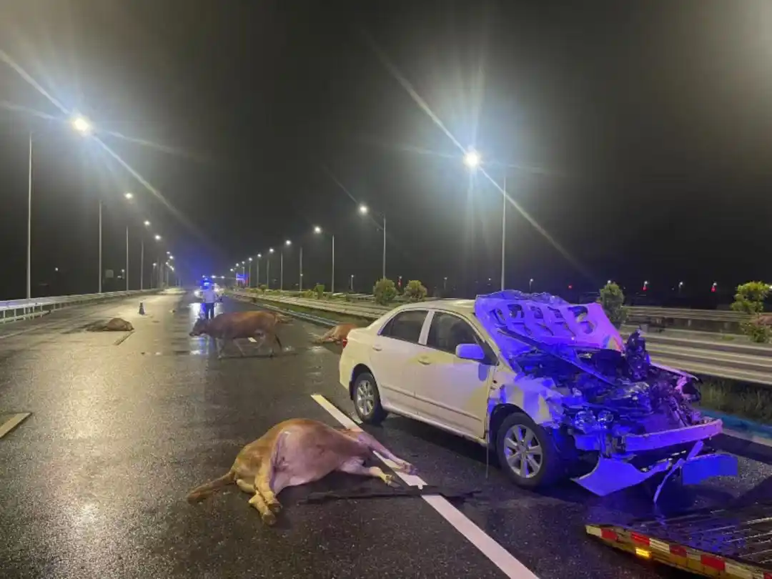 广东一快速路上轿车撞飞牛群，致6头黄牛死亡