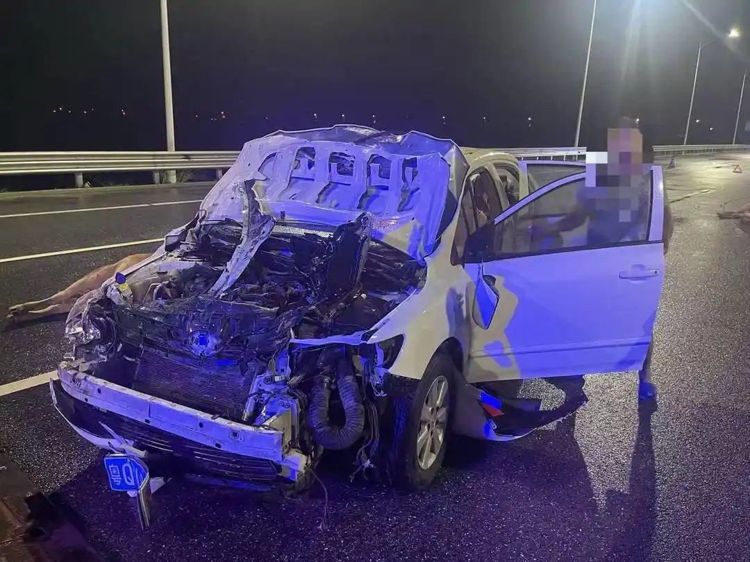 雨夜轿车撞牛事故_广东阳江黄牛死亡事故调查_轿车雨夜撞上牛群致6牛死亡