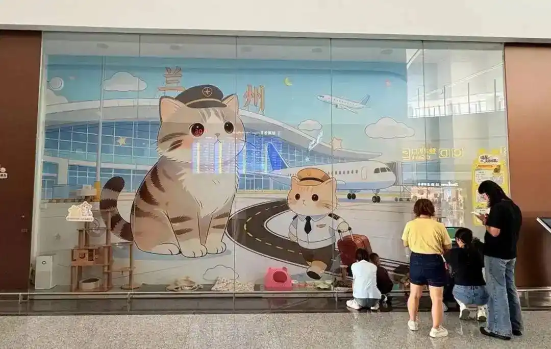 中川机场收养流浪猫新闻_兰州中川机场捕鼠办狸花猫_兰州机场“捕鼠办”是一家三口