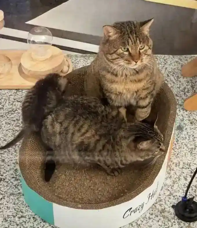 兰州中川机场捕鼠办狸花猫_兰州机场“捕鼠办”是一家三口_中川机场收养流浪猫新闻